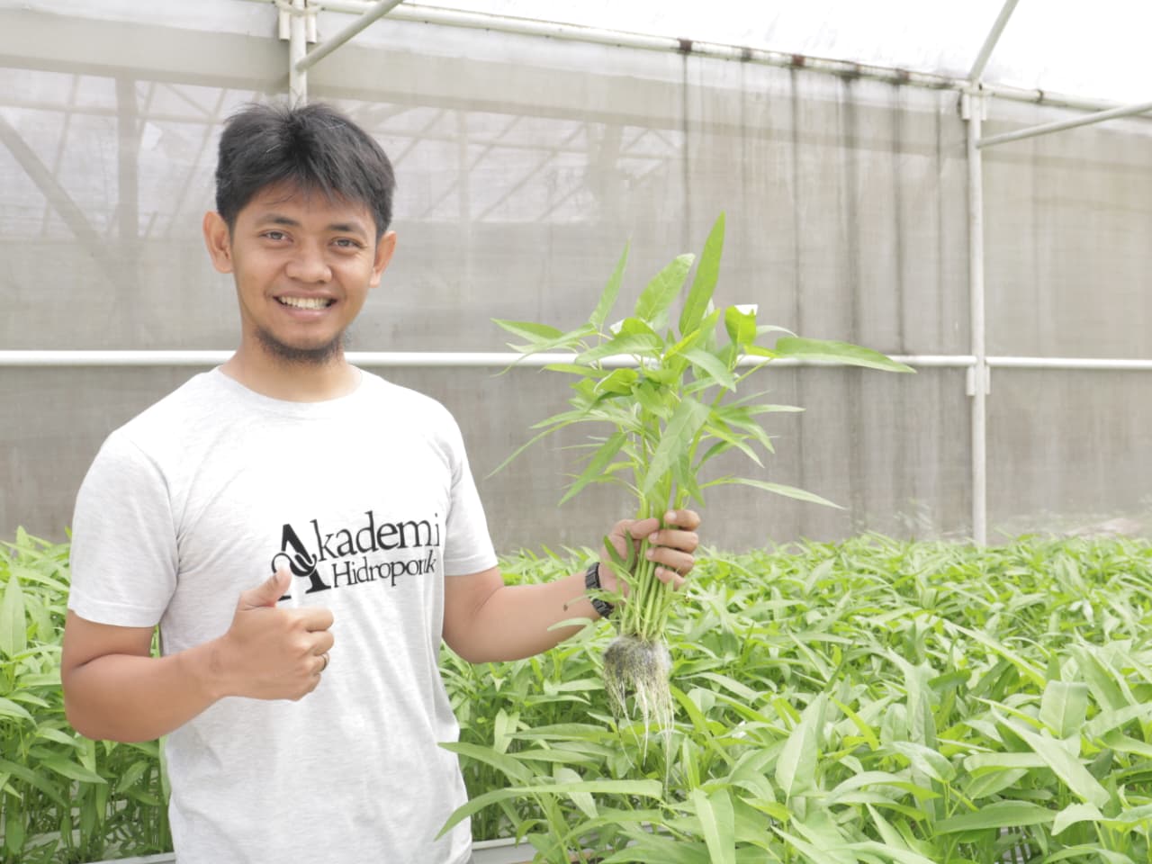 Praktisi Akademi Hidroponik menunjukkan tanaman sehat di greenhouse kebun praktik